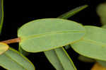 Myrtleleaf St. Johnswort